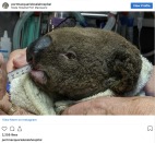 澳洲火災持續保護區內350只樹熊葬身火海(圖視頻)