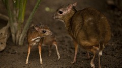 最小有蹄類動物消失30年在越南再被發現(圖視頻)