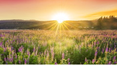 洋和尚施展妙法让吝啬财主施粥救人(图)