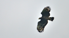 生活幾多忙碌更需鳥事來怡情(組圖)