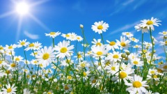 少年善待蜘蛛结善缘它显神奇报答恩人(图)