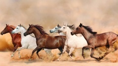 科学研究证实：许多人前生是动物(图)