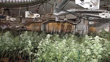 室内种植的大麻