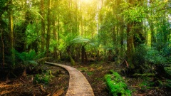 小孩相信无神论对神树不敬遭惩罚(图)