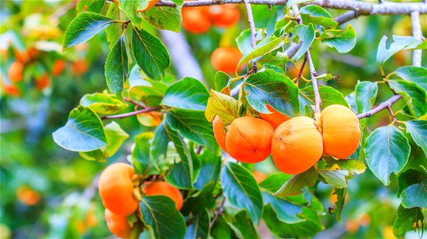 中医认为柿叶、柿蒂、柿霜均有治病功效，堪称“柿子三宝”。