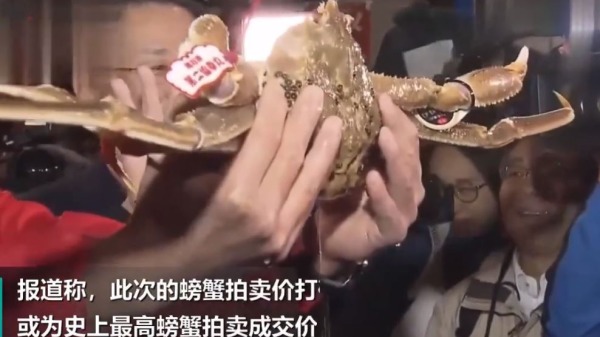 日本32万天价蟹王创下吉尼斯世界纪录