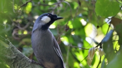 外來的黑喉噪鶥(圖)