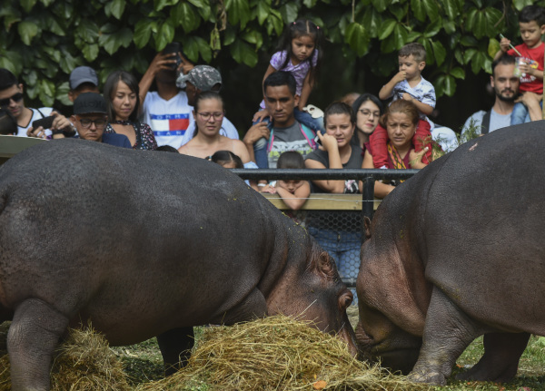 2018年7月15日，人们在在哥伦比亚麦德林的动物园观看河马进食，这些河马是当年埃斯科巴引进河马的后代。