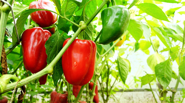 青椒含有維生素C、維生素E、胡蘿蔔素，可以有效防止血液凝固。