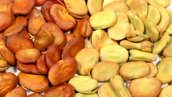 吃蠶豆曾發生過敏的人群，一定不要再吃蠶豆或其製品，有家族史者也不能吃蠶豆。