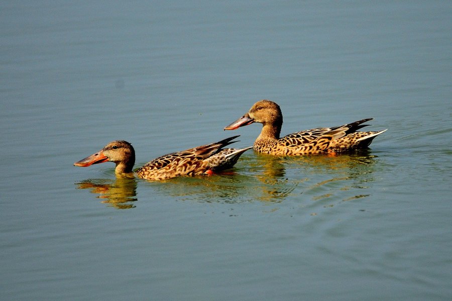 琵嘴鸭，两只雌鸭乐悠游。