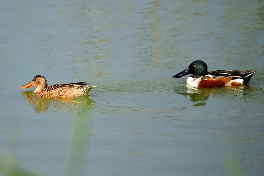 左邊是琵嘴鴨，雌鴨；右邊是琵嘴鴨，雄鴨。