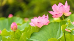 奇妙的三大成功定律 (组图)