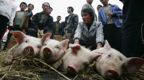 中國豬肉價格再次面臨上漲壓力