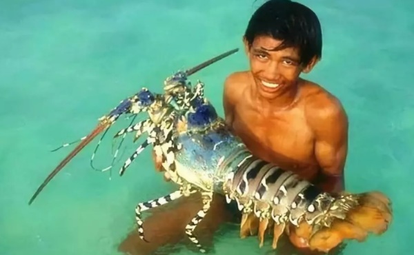 曾經有浙江溫嶺漁民捕到一隻6斤重的色彩斑斕的龍蝦，賣價竟高達百萬人民幣。
