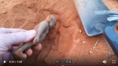 明朝艦隊曾抵達澳洲澳男疑似挖出中國明朝佛像(圖)