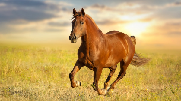 “好马不吃回头草”是许多人耳熟能详的一句俗语。