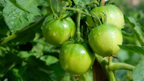 未成熟的番茄含有龍葵鹼，是有毒物質，B肝患者千萬不能吃。