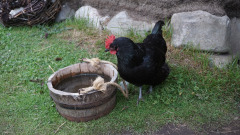 狠心坑盲妇转鸡生蛋还(图)