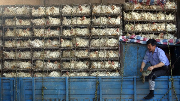 中国解除禁令，批准进口美国所有的家禽和禽肉产品。图为中国江苏南京一辆运载家禽的卡车。（图片来源：Getty Images）