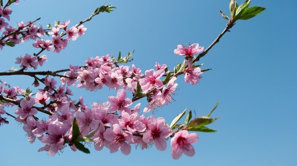 盛开的桃花。（图片来源：Pixabay ）