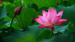 為人著想是高境界的修養(圖)