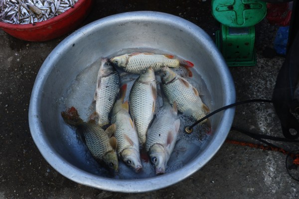 华人最爱吃的鱼 竟惹恼加美130多名市长