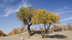 凄美的爱情故事前世的承诺今世兑现(图)
