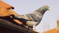比利時一隻信鴿賣天價中國買主有想法(圖)