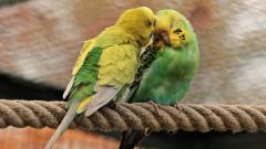 《大唐奇事》：鹦鹉转世的女子(图)