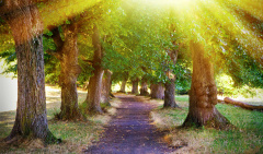 濒死体验是更高的科学(图)