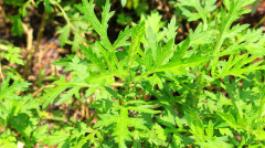 家有三年艾郎中不用來艾草功效與作用(組圖)