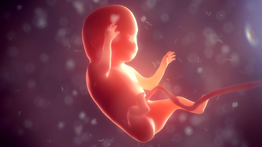胚胎不僅有感知還能有這個能力