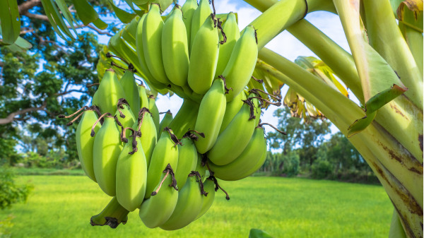 香蕉是一種最平價的水果，而且又好吃的水果，香蕉含有相當多的鉀和鎂離子。