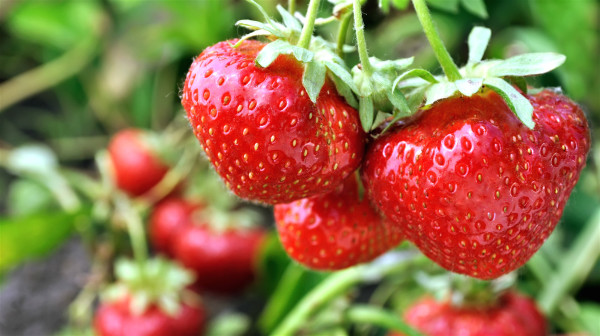 草莓中鞣酸物质，可阻止癌细胞的形成。