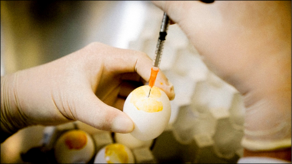 中研院前院长翁启惠团队用鸡蛋来制造单糖流感疫苗，防御流感效果较传统的疫苗多达三到四倍！
