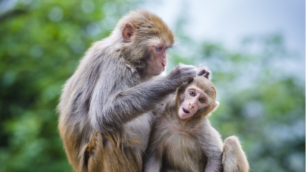 印度 猴子 綁架女嬰