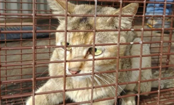 25天不吃不喝：這隻貓從中國成功偷渡加拿大