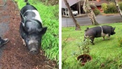 宠物猪误闯邻居家回来已经变...猪肉(图)