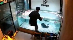 斗牛犬遭丢入水缸主人在一旁拍它溺毙