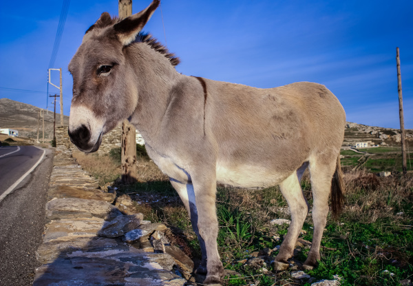 驴体色一般为灰色，也有白色和黑色品种，但都有一个白色眼圈。