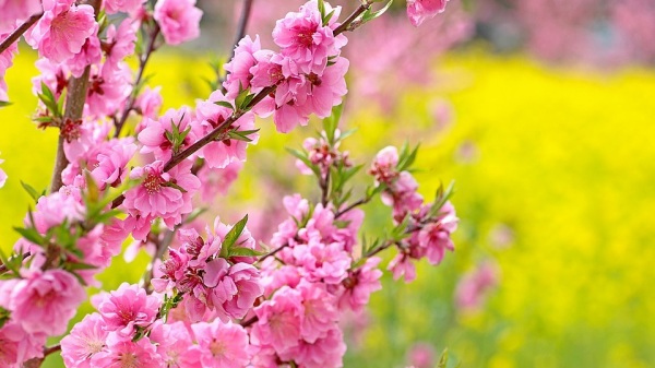 桃花盛开时的景色。