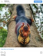 精灵生物来到地球印度发现高颜值吸睛松鼠(组图)