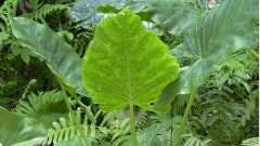 嘴含這種植物的葉子中國2歲娃緊急送醫(組圖)