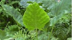 嘴含这种植物的叶子中国2岁娃紧急送医(组图)
