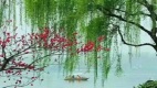 【天雪】武陵春･柳绿花明(图)