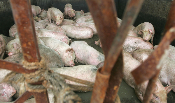 17日，韓國農業部宣佈，在接近朝鮮的邊境地區出現第一例非洲豬瘟疫情。圖為示意圖