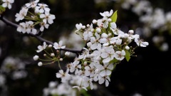 【天雪】天仙子･白香清明祭(图)