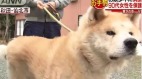 下雪天撞見赤腳老奶奶秋田犬成救命英雄(組圖)