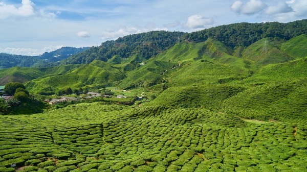 中国是茶的故乡，是茶的原产地。